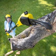 Best Root Management and Removal  in Hackettstown, NJ