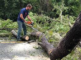 Best Palm Tree Trimming  in Hackettstown, NJ