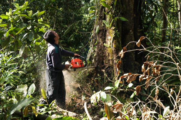 Best Hazardous Tree Removal  in Hackettstown, NJ
