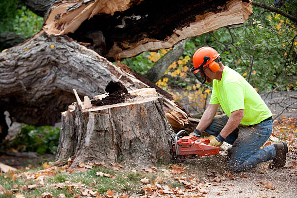 Best Leaf Removal  in Hackettstown, NJ