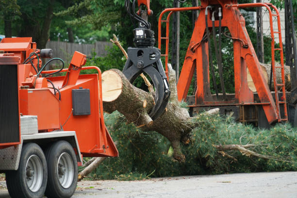 Best Tree and Shrub Care  in Hackettstown, NJ